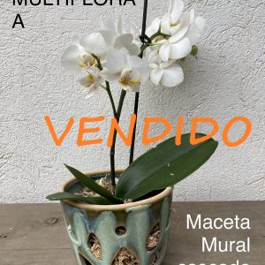 COMBO Orquídea MULTIFLORA «A» + Maceta mural #3