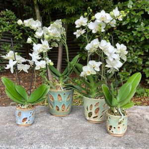 Macetas para Orquídeas tamaño 4